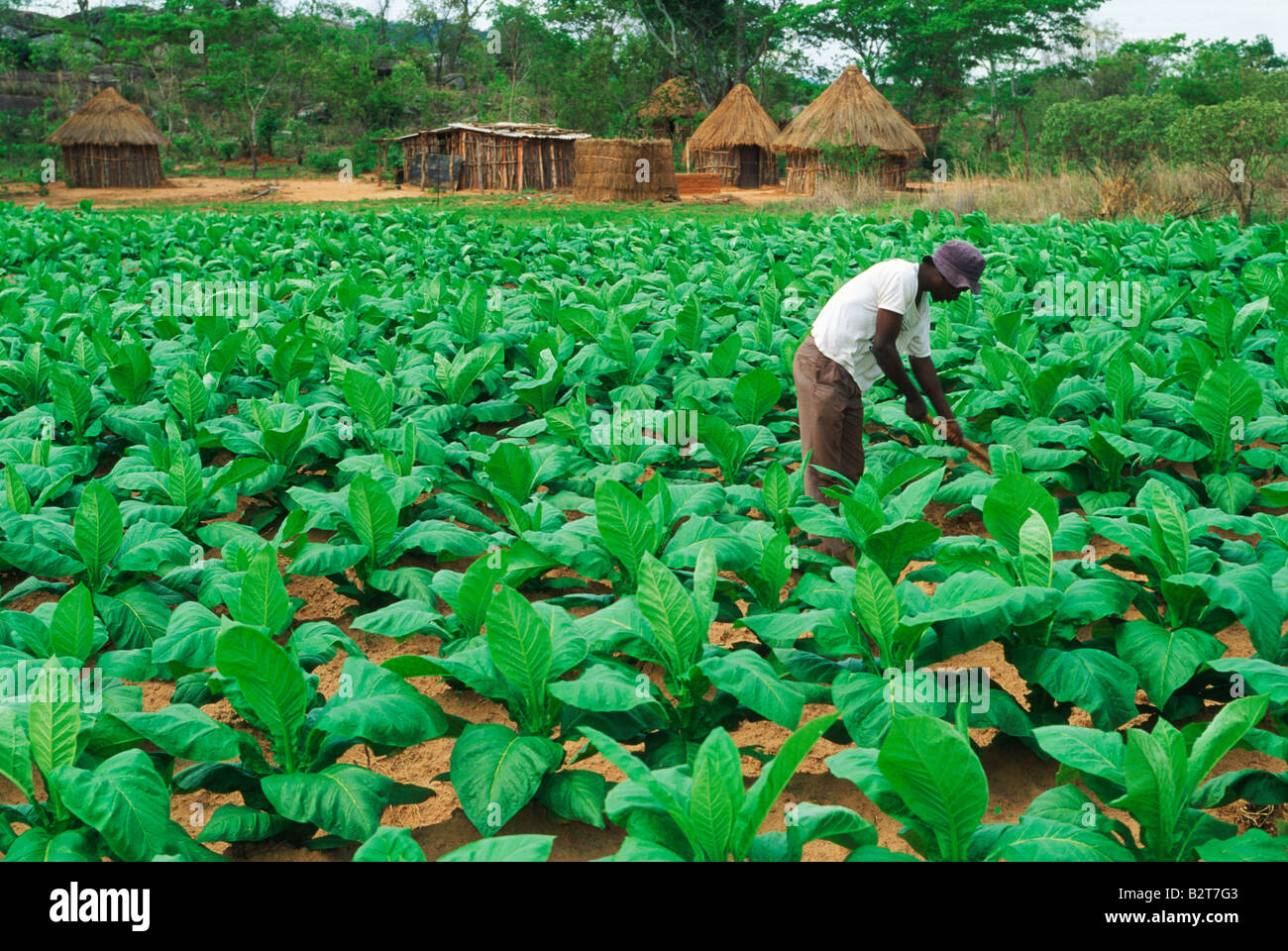 African plantation employee working amid green tobacco leaves on farm in Zimbabwe Stock Photo
