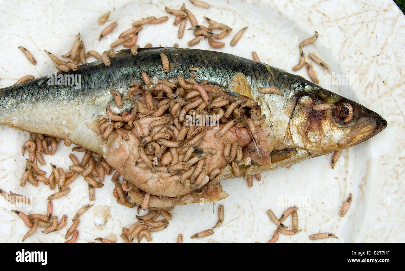 Maggots Dead Animal High Resolution Stock Photography And Images Alamy