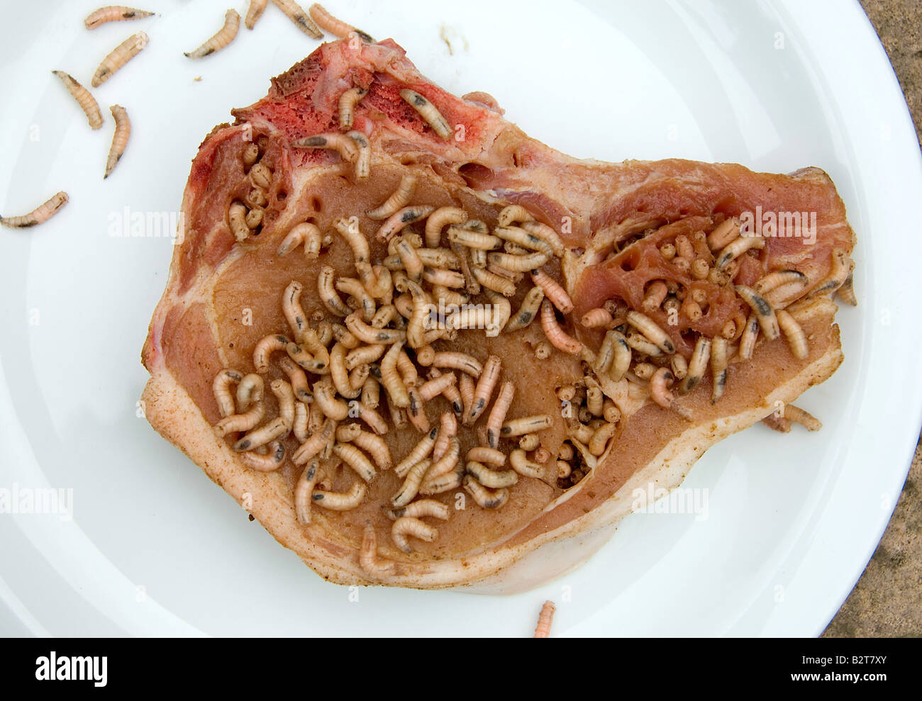 Eating maggots hi-res stock photography and images - Alamy