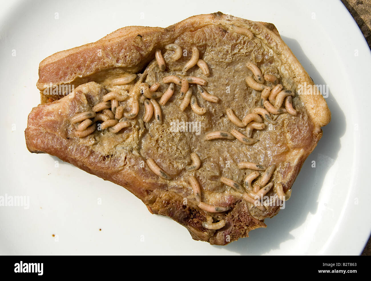 Maggots meat hi-res stock photography and images - Alamy