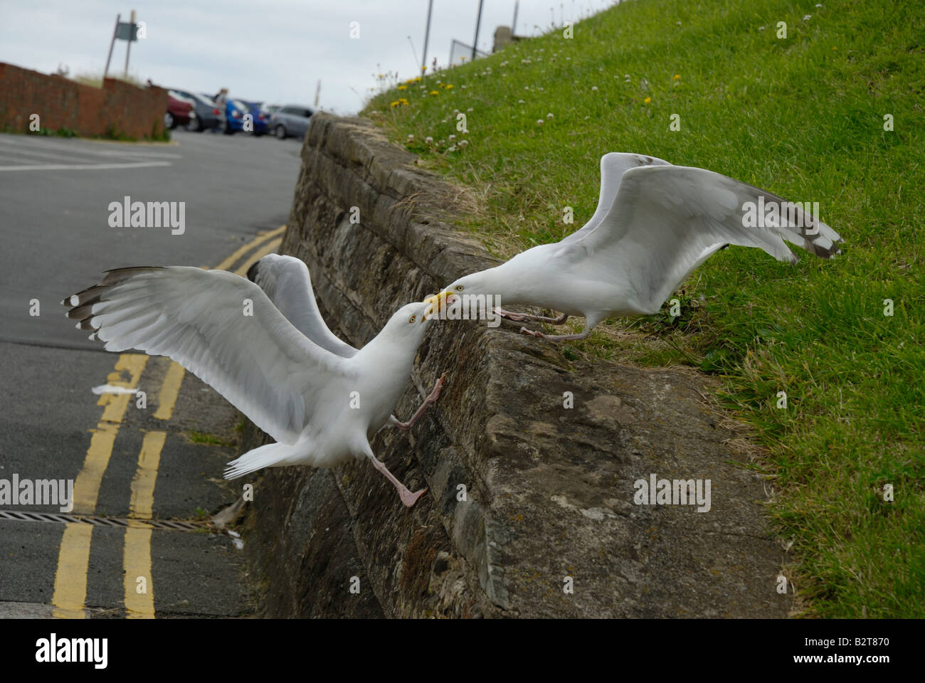 Fighting Gulls Stock Photo