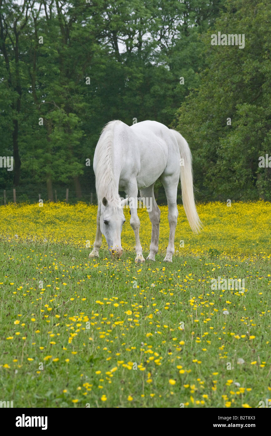 White horse grazing in meadow with flowering buttercups Ranunculus acris Adel Leeds West Yorkshire England UK June Stock Photo
