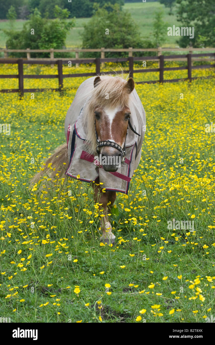 Pony walking in a meadow with flowering buttercups Ranunculus acris Adel Leeds West Yorkshire England UK June Stock Photo
