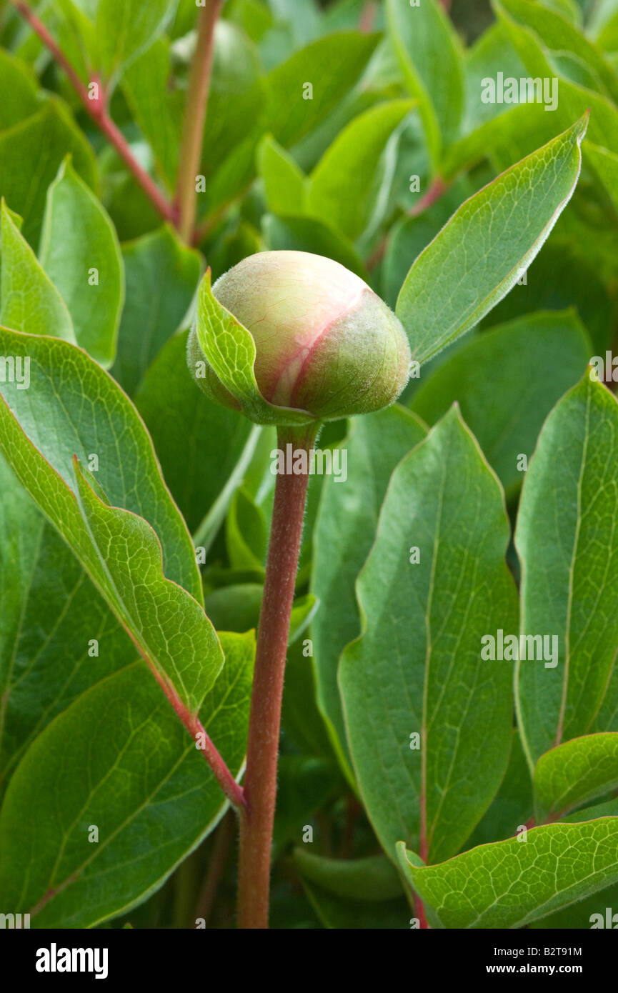 Paeonia broteroi flower bud cultivated plant Dundee Perthshire Scotland UK Europe originates Portugal S and W Spain Stock Photo
