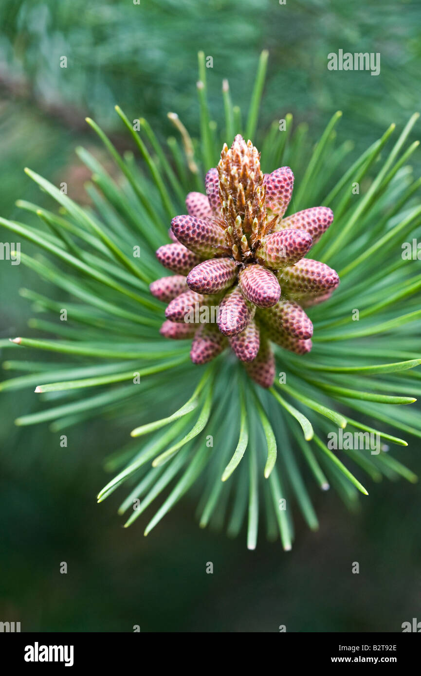 Lodgepole Pine (Pinus contorta subsp latifolia) pollen bearing male cones Arboretum Dundee Perthshire Scotland UK Europe May Stock Photo
