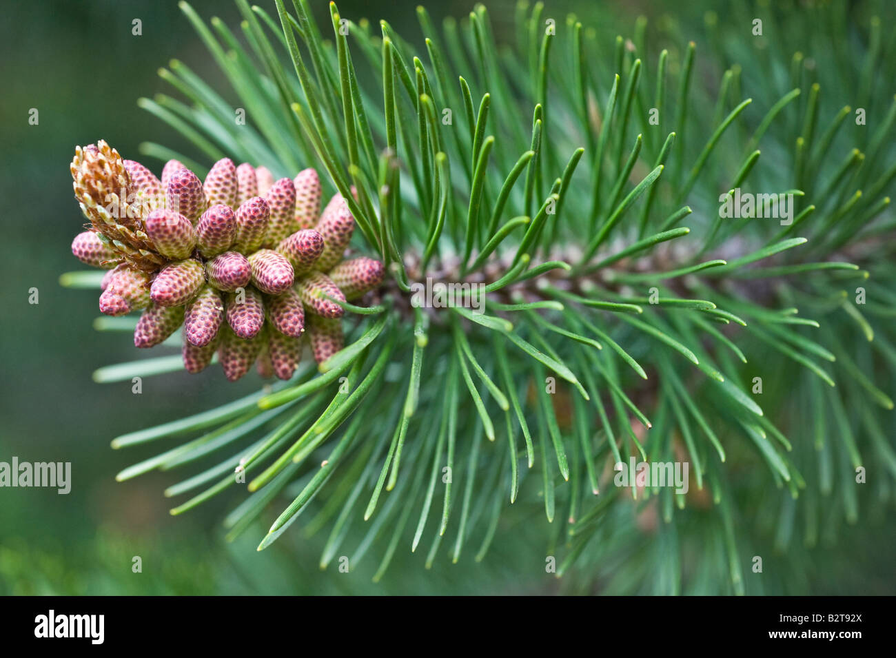 Lodgepole Pine (Pinus contorta subsp latifolia) pollen bearing male cones Arboretum Dundee Perthshire Scotland UK Europe May Stock Photo