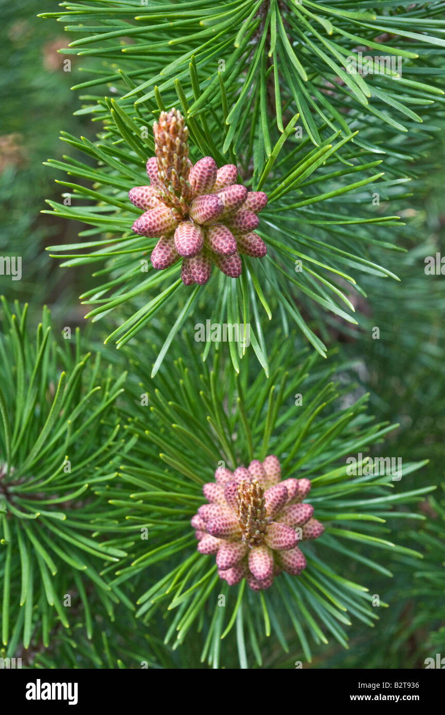 Lodgepole Pine (Pinus contorta subsp latifolia) pollen bearing male cones Arboretum Dundee Perthshire Scotland UK Europe May Stock Photo