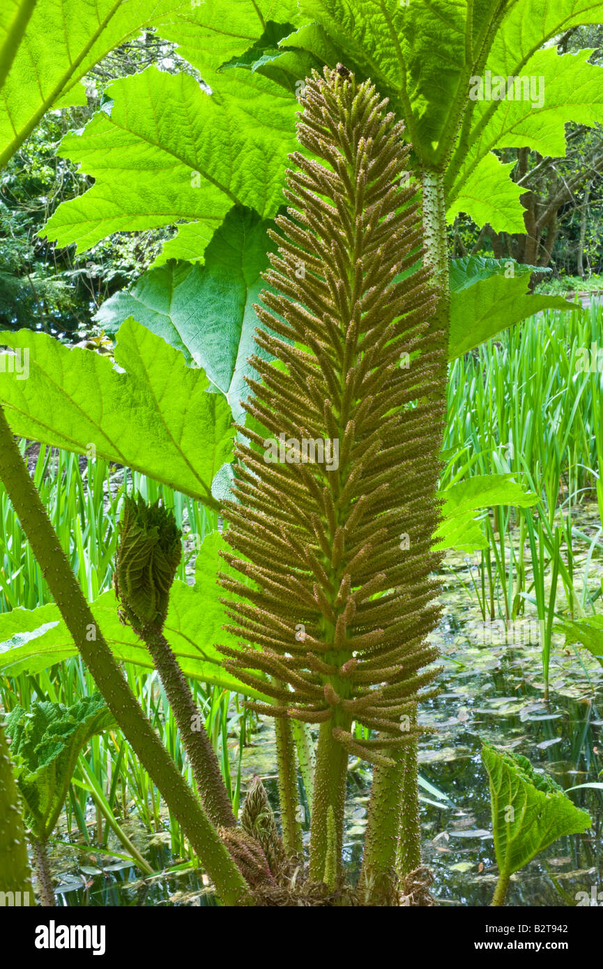 Chinese rhubarb (Rheum palmatum) flower spike grows the edge of the pond cultivated plant Dundee Perthshire Scotland UK Stock Photo