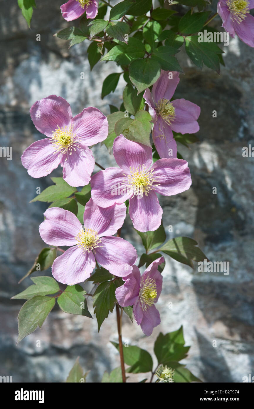 Clematis chrysocoma flowers Dundee Perthshire Scotland UK Europe May Stock Photo