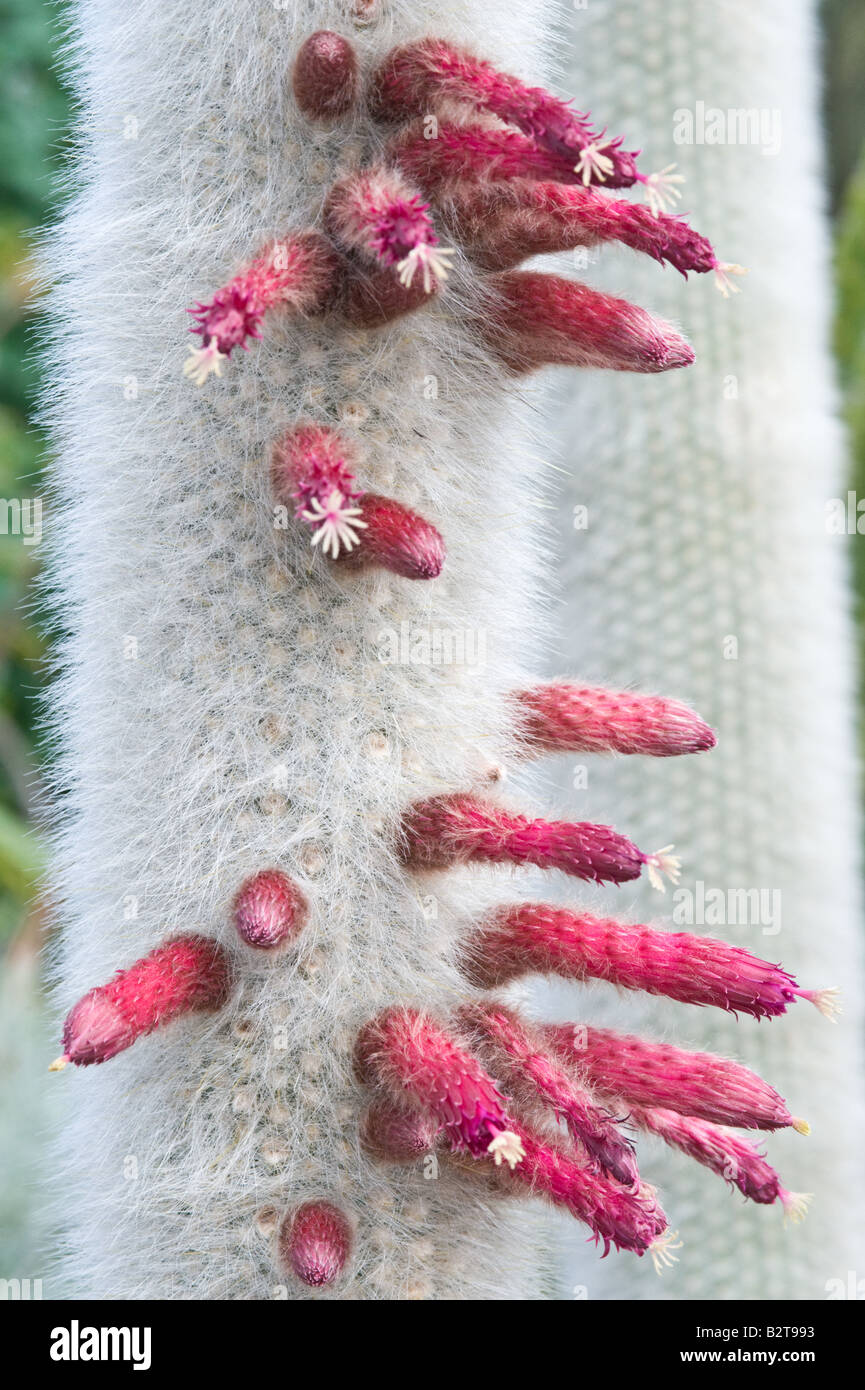Silver torch or Wooly torch cactus (Cleistocactus strausii) flowers in conservatory Dundee Botanical Garden Perthshire Scotland Stock Photo
