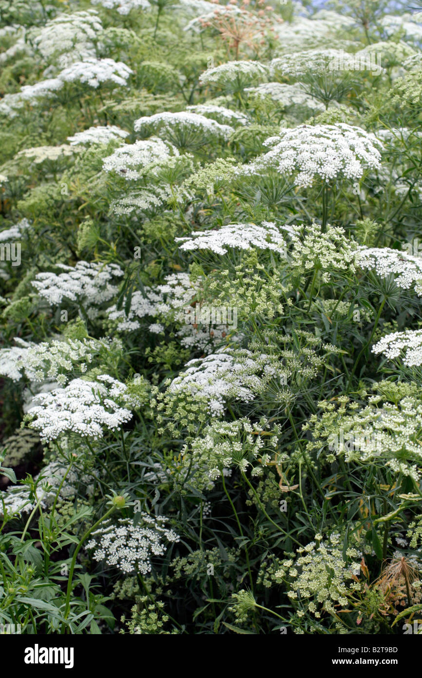AMMI MAJUS GRACELAND Stock Photo