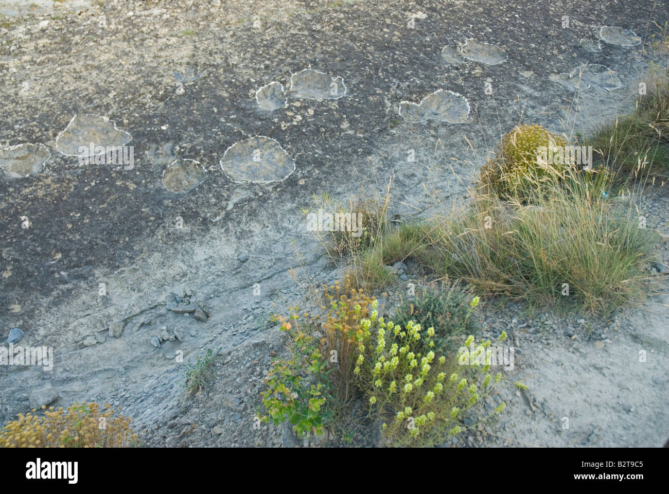 Footprint of Brachiosaurus dinosaur at Valdecevillo site in ENCISO La Rioja region Spain Stock Photo