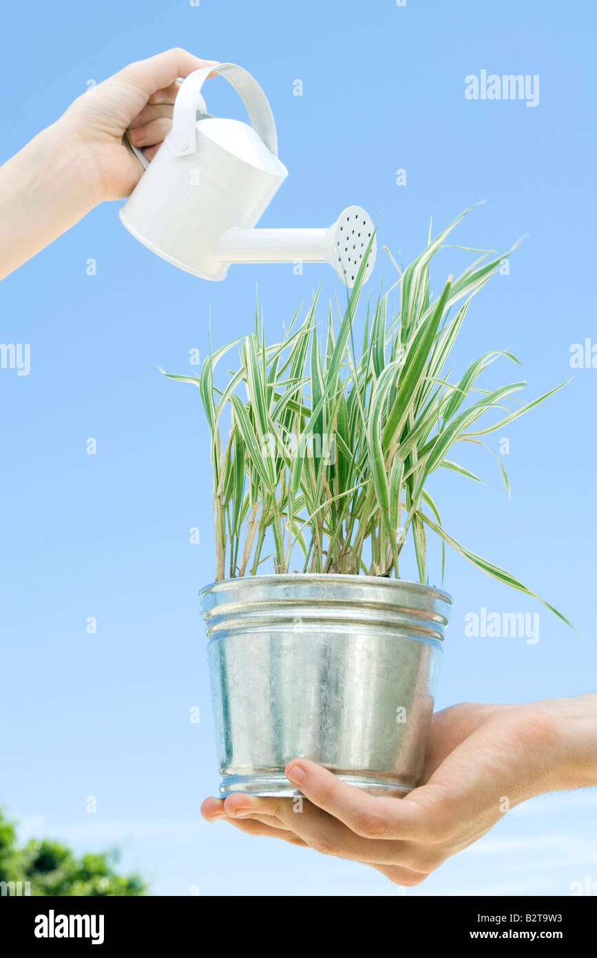 Potted plant being watered Stock Photo Alamy