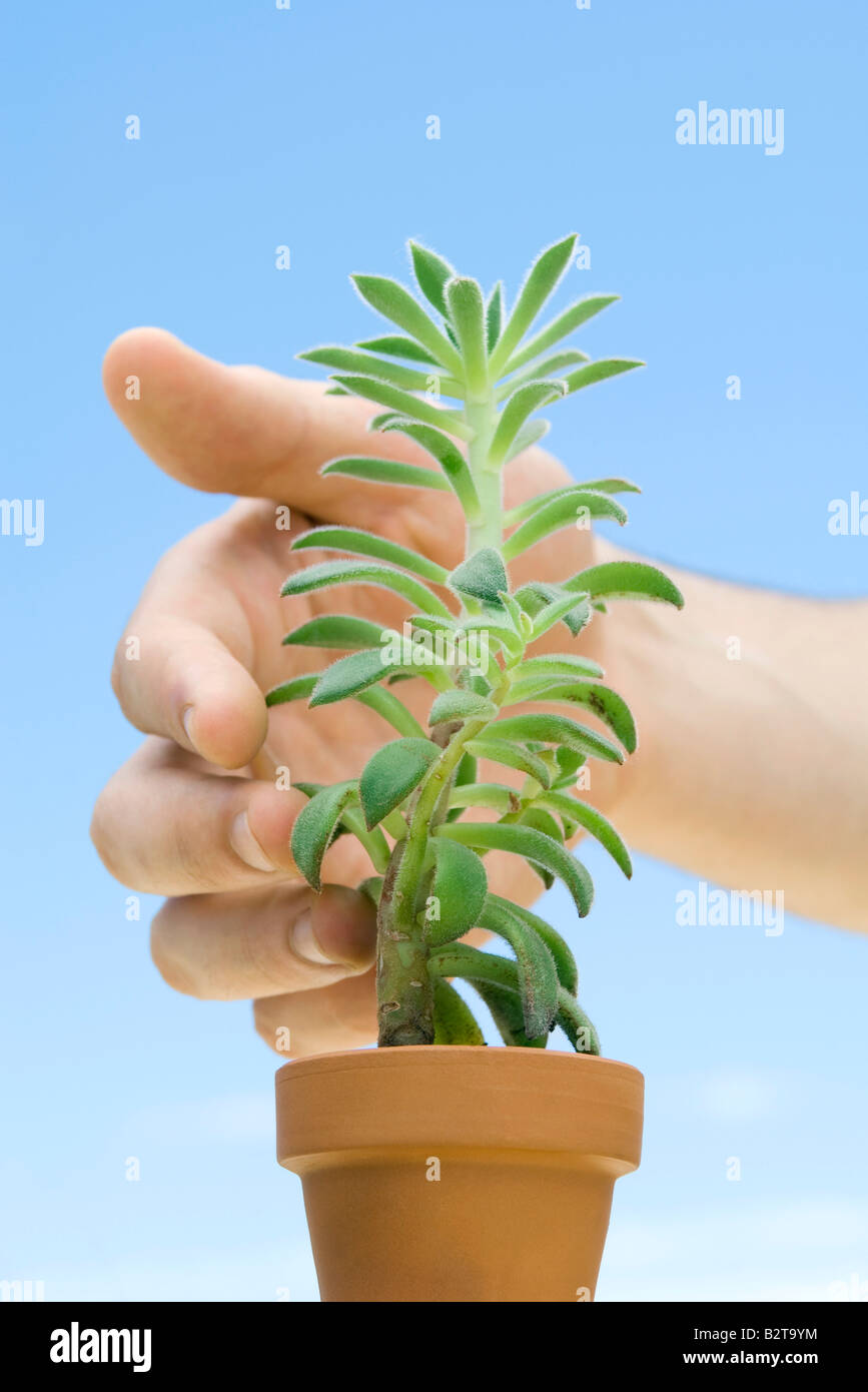 Hand touching succulent plant Stock Photo Alamy