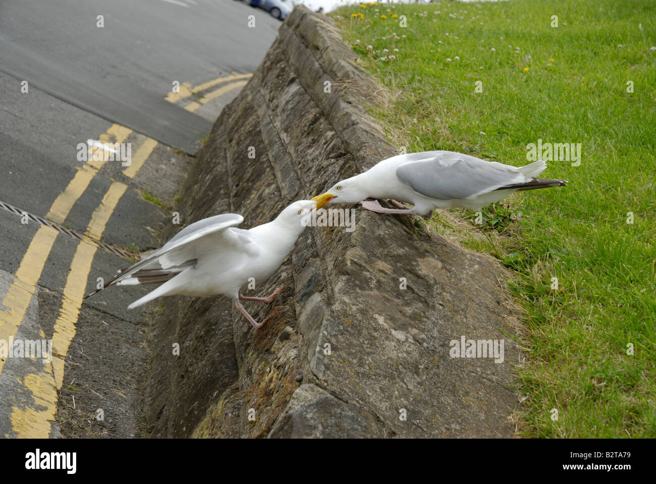 Fighting Gulls Stock Photo