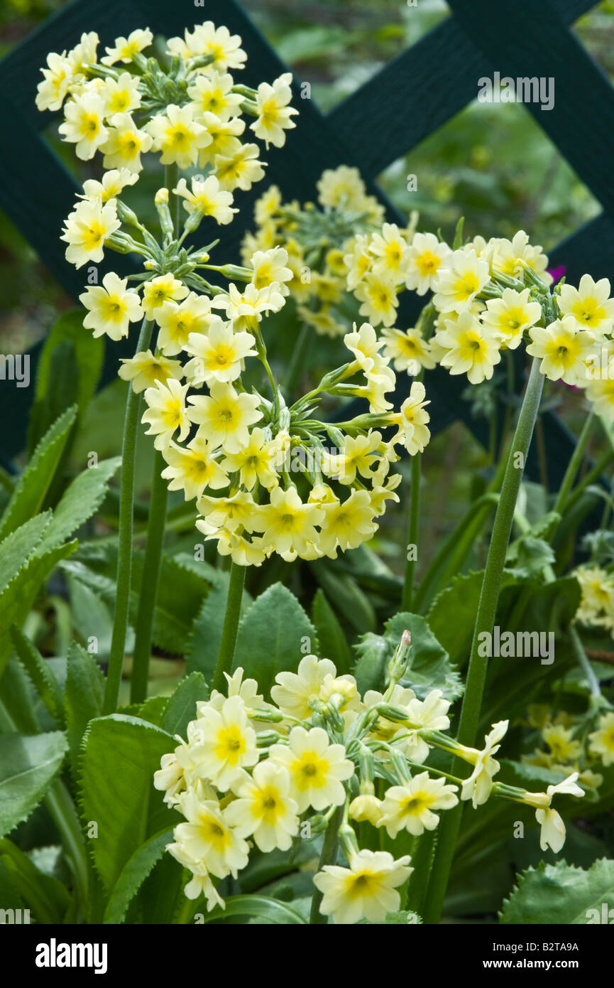 Primula luteola flowering Explorers Garden Pitlochry Perthshire Scotland May Stock Photo