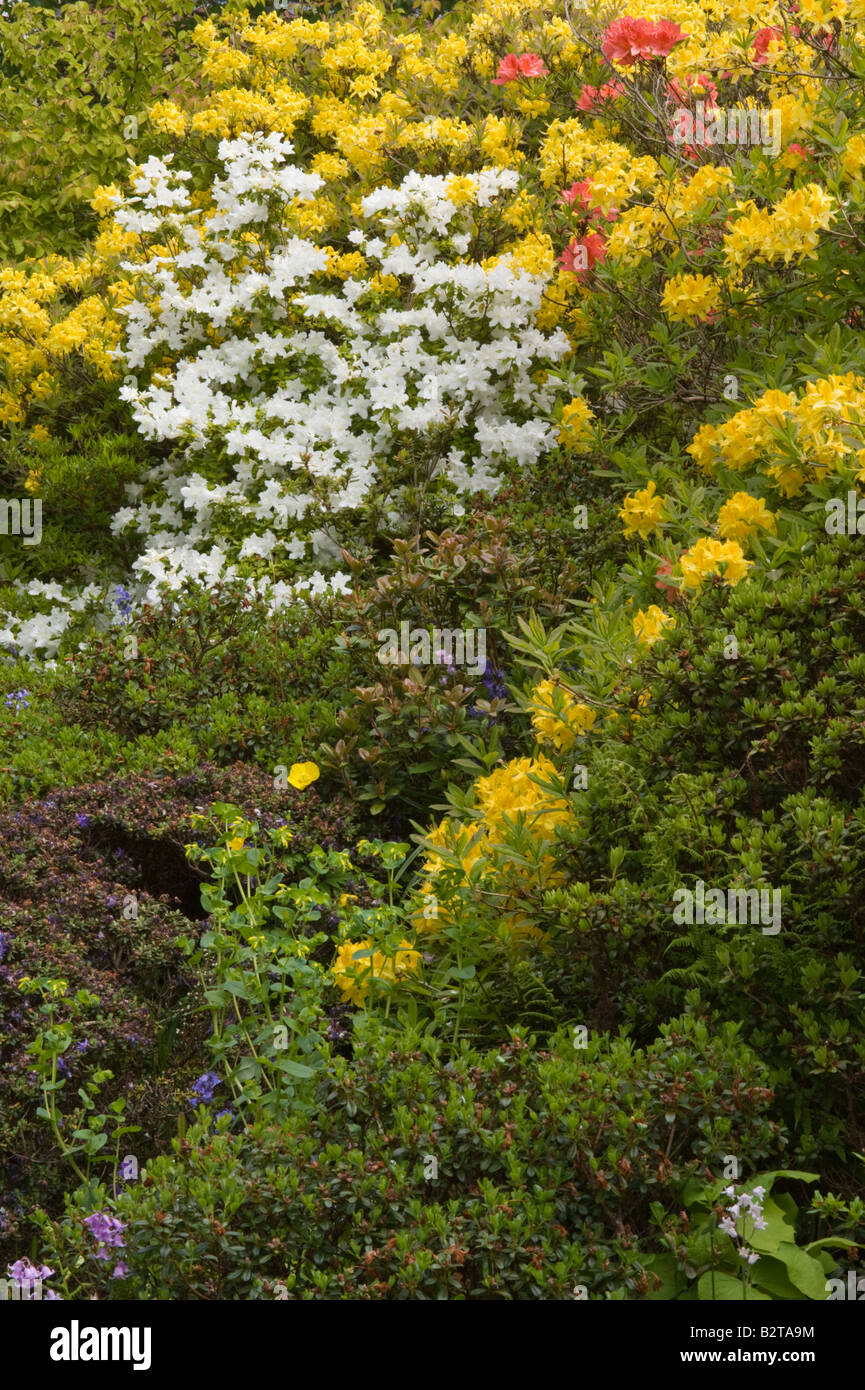Rhododendron border in flower Branklyn Garden Perth Perthshire Scotland UK Europe May Stock Photo