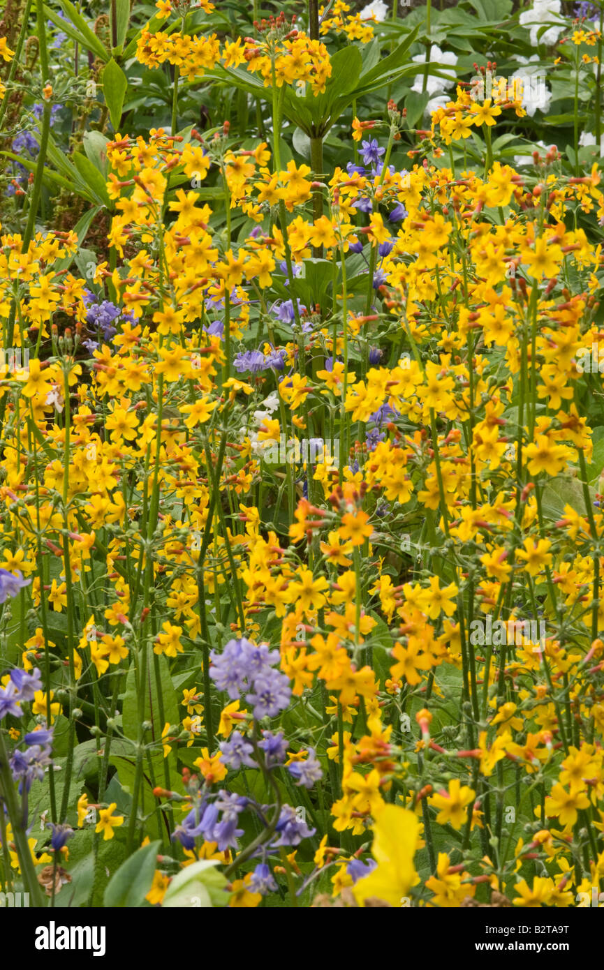 Border with flowering primulas and blue bells Branklyn Garden Perth Perthshire Scotland UK Europe May Stock Photo