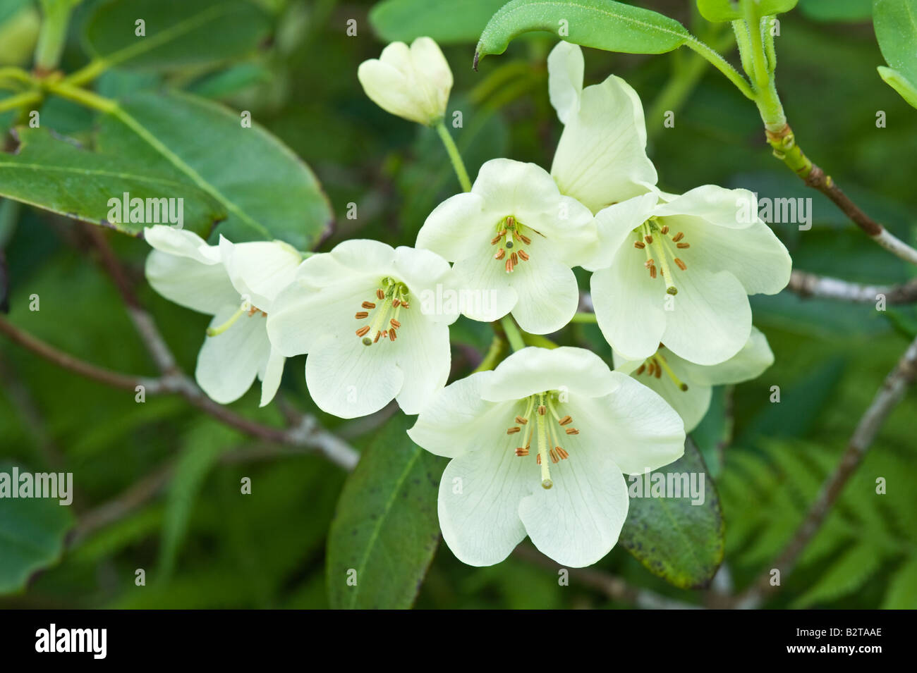 Rhododendron wardii var. wardii flowers Branklyn Garden Perth Perthshire Scotland UK Europe May Stock Photo