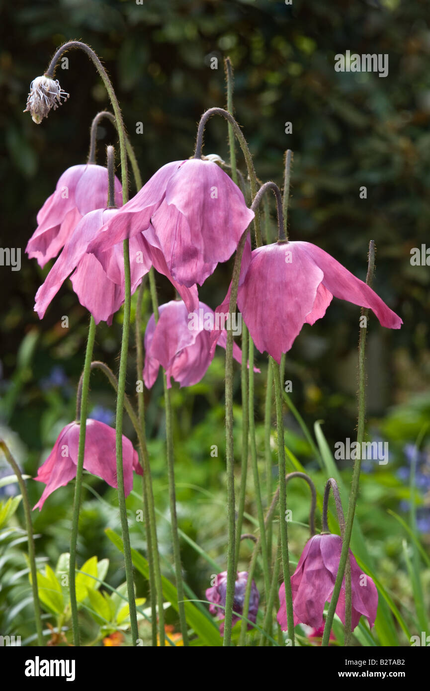 Meconopsis x cookie 'Old Rose' flowers Branklyn Garden Perthshire Scotland UK Europe May Stock Photo