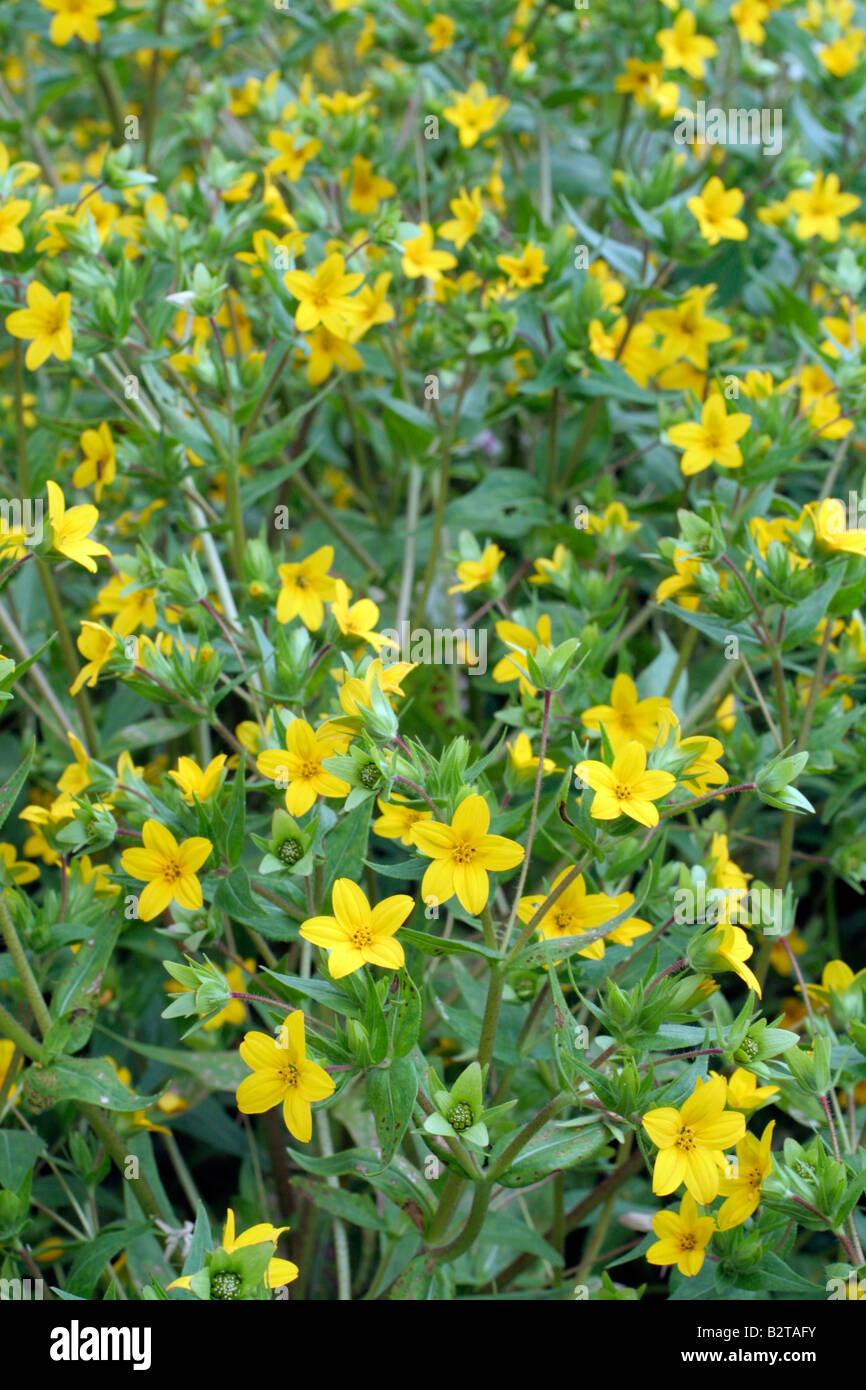 LINDHEIMERA TEXANA SUNNY BOY Stock Photo