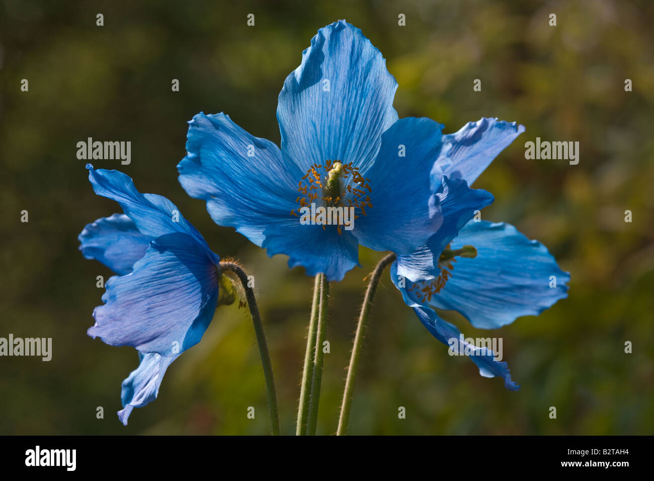 Meconopsis Brian Conway flowers in Glendoick Gardens Perth Perthshire Scotland UK Europe Stock Photo