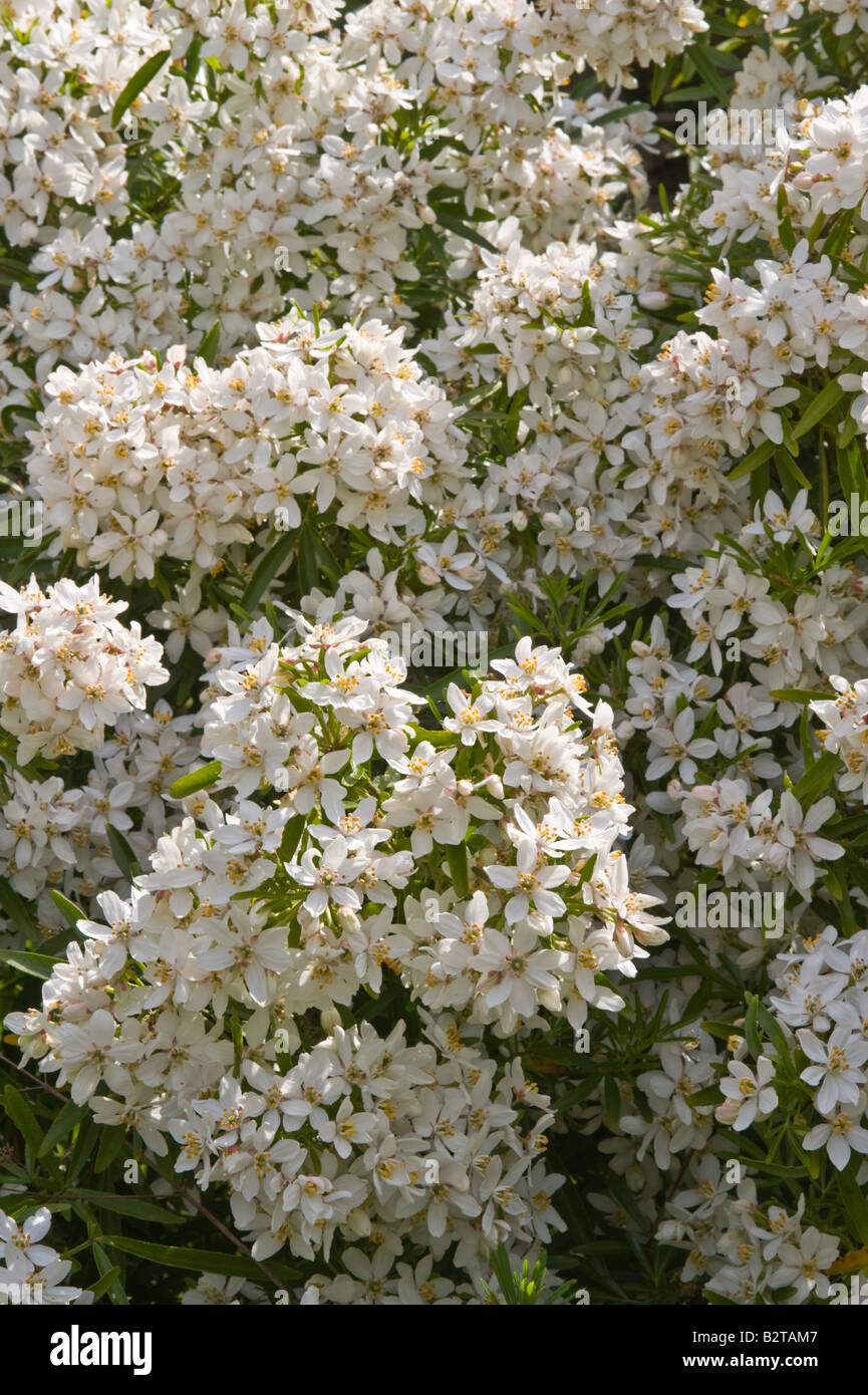 Choisya Aztec Pearl Stock Photos Choisya Aztec Pearl Stock