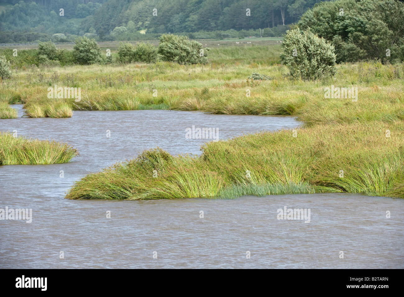 Habitat RSPB Conwy Nature Reserve Conwy North Wales UK Europe June Stock Photo