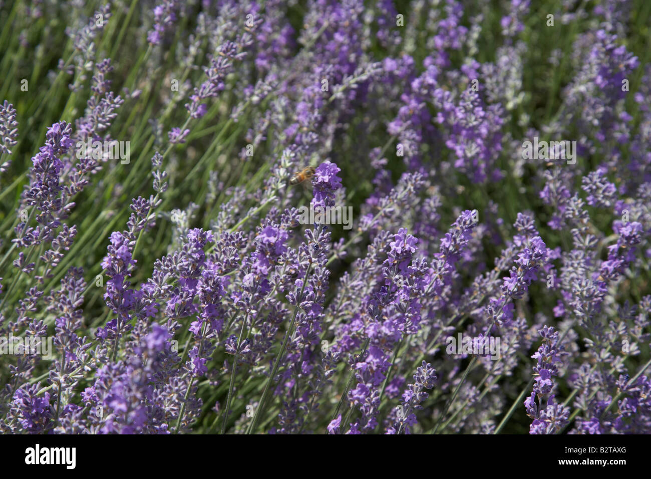 lavender field Stock Photo