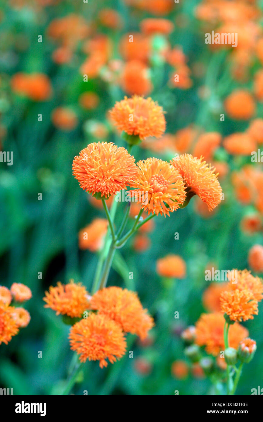 Emilia sonchifolia hi-res stock photography and images - Alamy