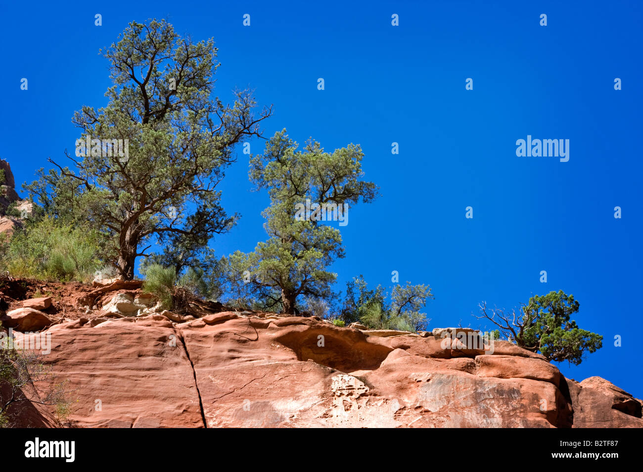 Trees growing from red sandstone in Zion National Park Utah Stock Photo Alamy