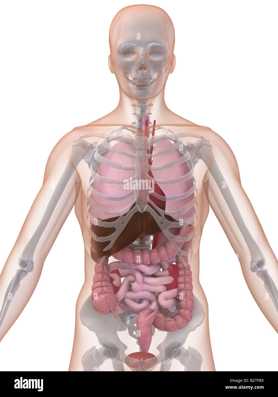 Human anatomy organs hi-res stock photography and images - Alamy