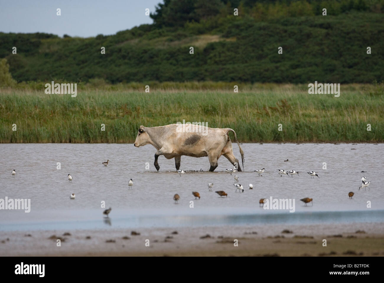 Cattle and Avocets Norfolk July Stock Photo