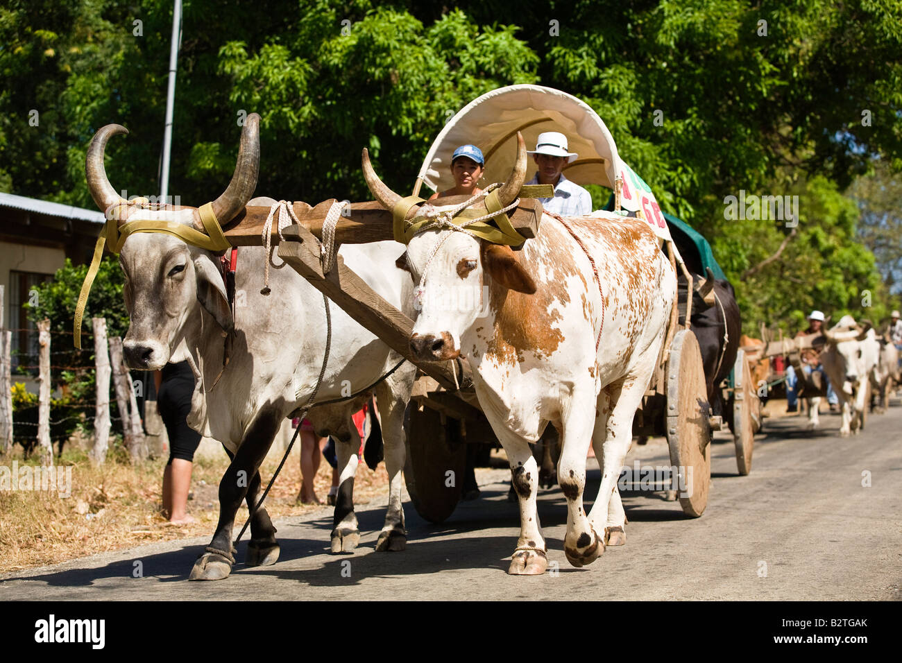 Ox carts driving down the road in Guanacaste. The ox are traditional transport in Cost rica and Guanacaste. Stock Photo