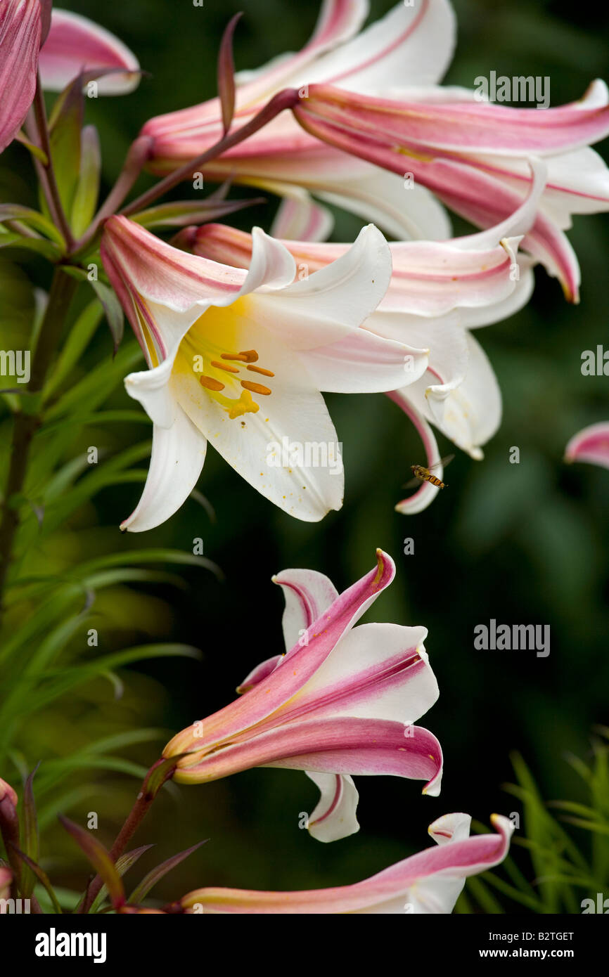 Hoverfly on Day Lily flower in Norfolk garden July Stock Photo