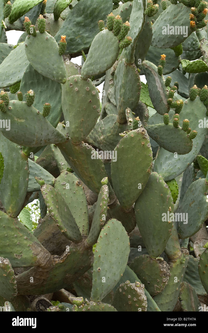 Cactus prickly pear Stock Photo