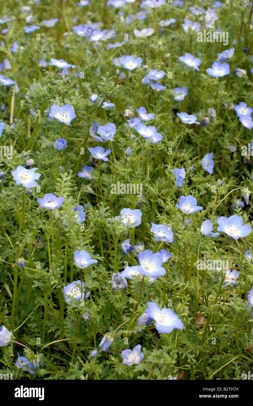 NEMOPHILA MENZESII BABY BLUE EYES Stock Photo