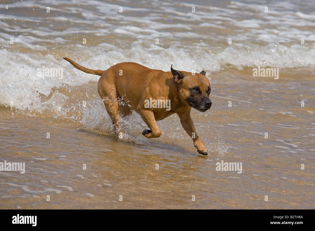Staffordshire Bull Terrier playing in Sea Stock Photo