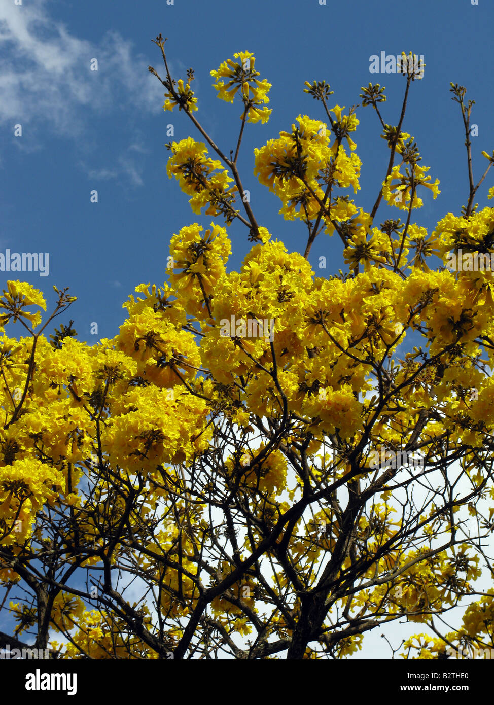 Tabebuia chrysantha Araguaney. National Tree of Venezuela Stock Photo
