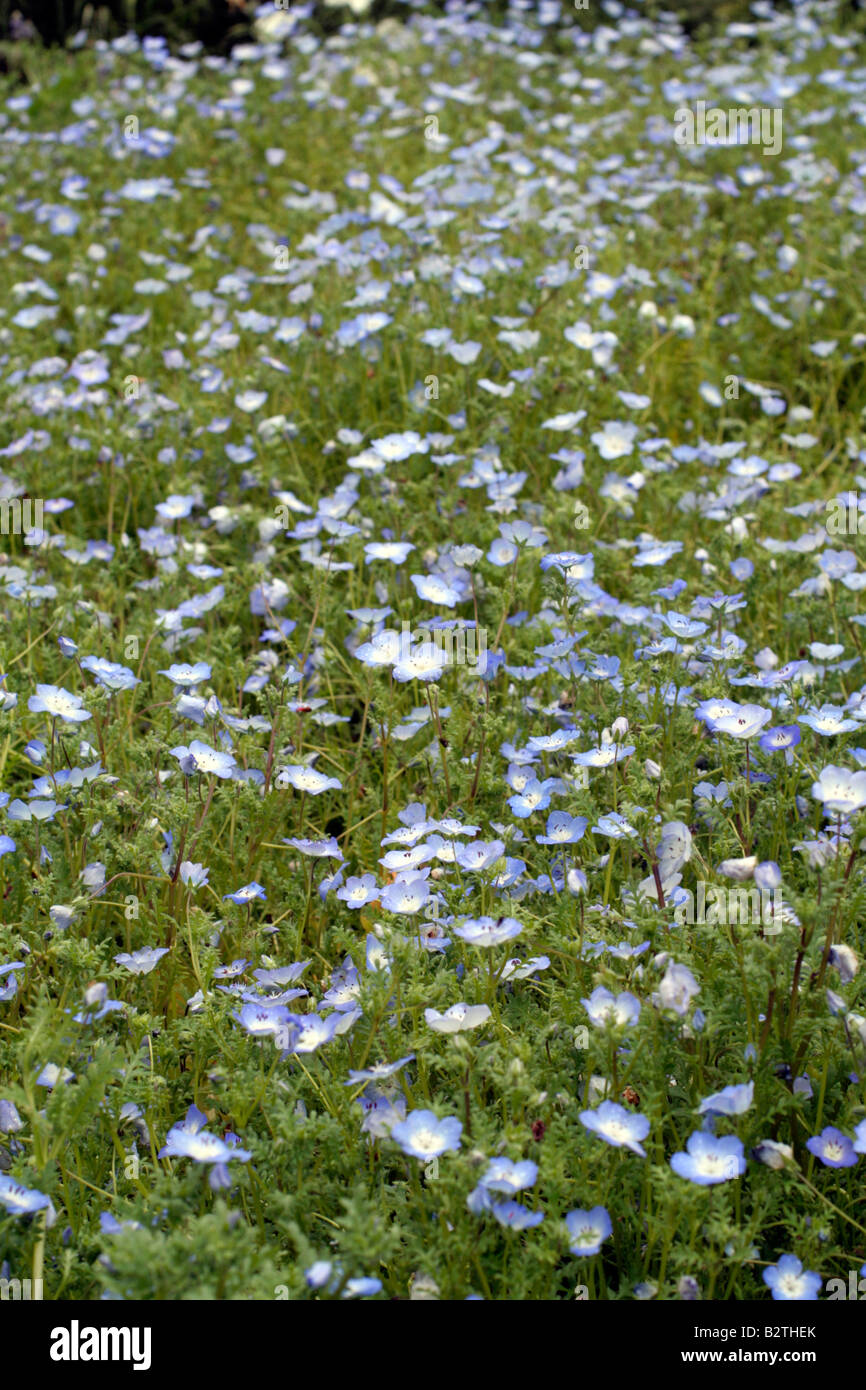 NEMOPHILA MENZESII BABY BLUE EYES Stock Photo