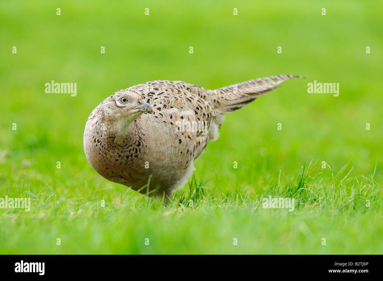 Common Pheasant Phasianus colchicus Oxfordshire UK female on grass searching for food Stock Photo