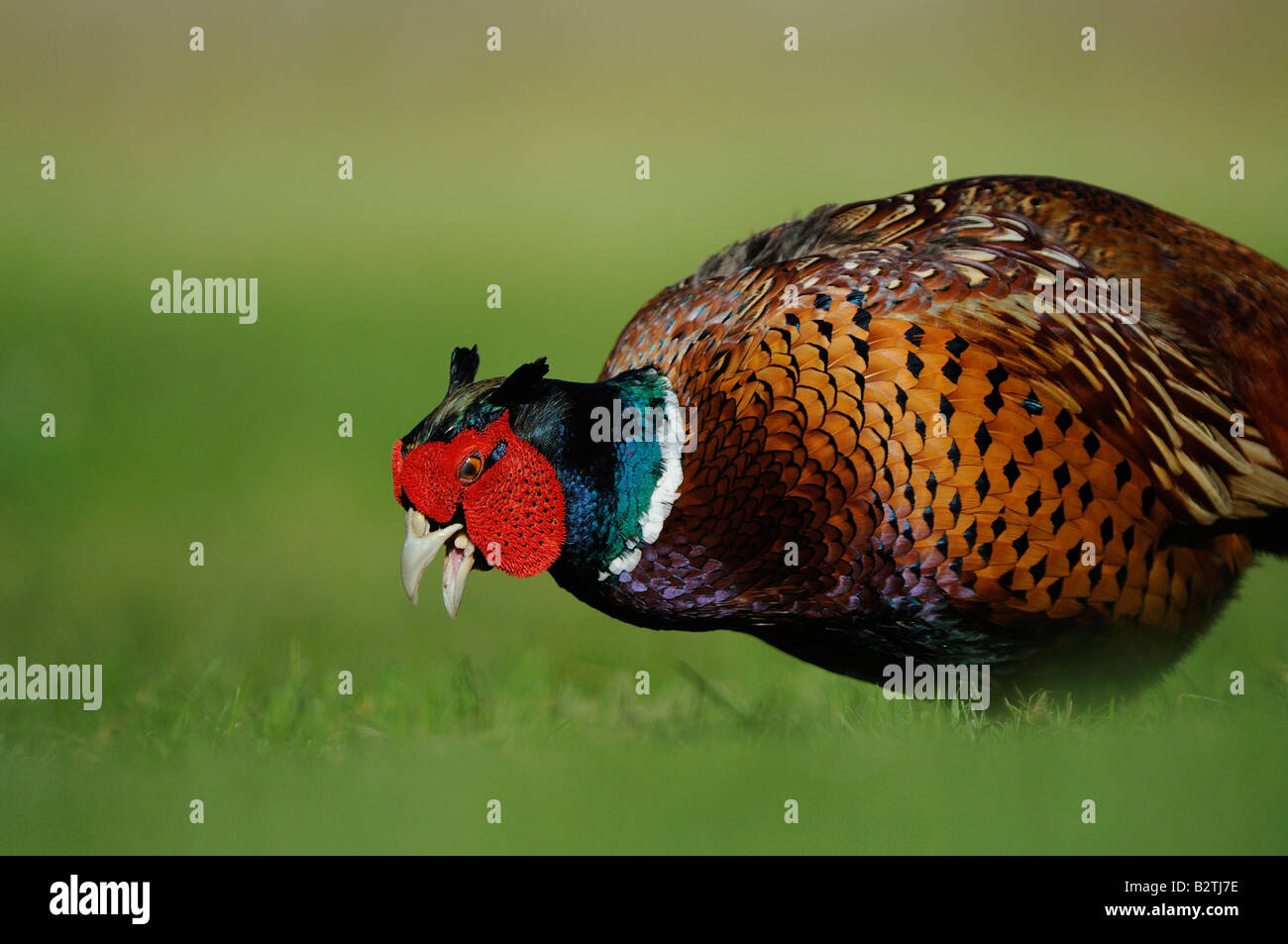 Common Pheasant Phasianus colchicus Oxfordshire UK male in grass searching for food Stock Photo