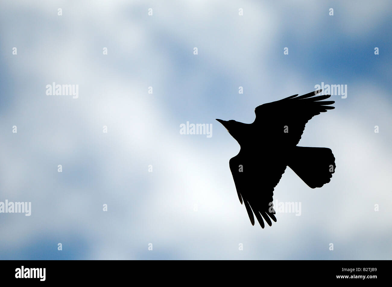 Rook Corvus frugilegus Oxfordshire UK in flight in silhouette from below Stock Photo