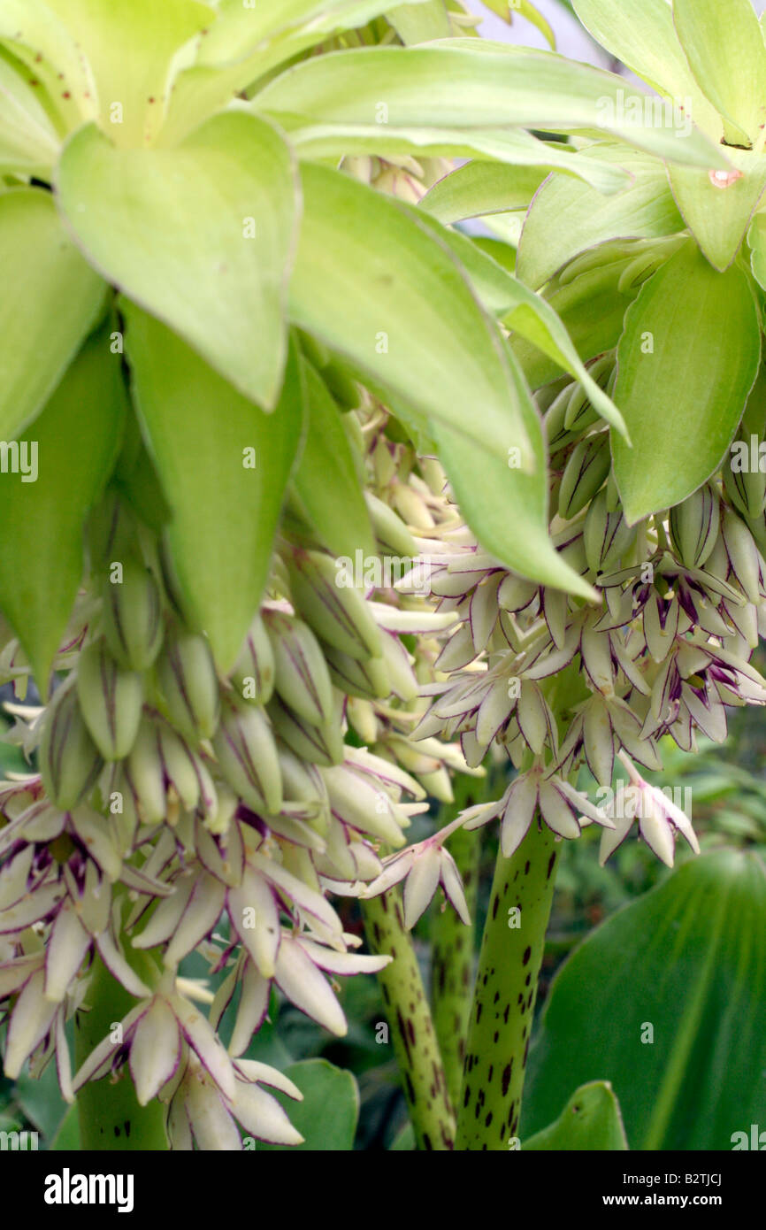 bicolor pineapple flower hires stock photography and images
