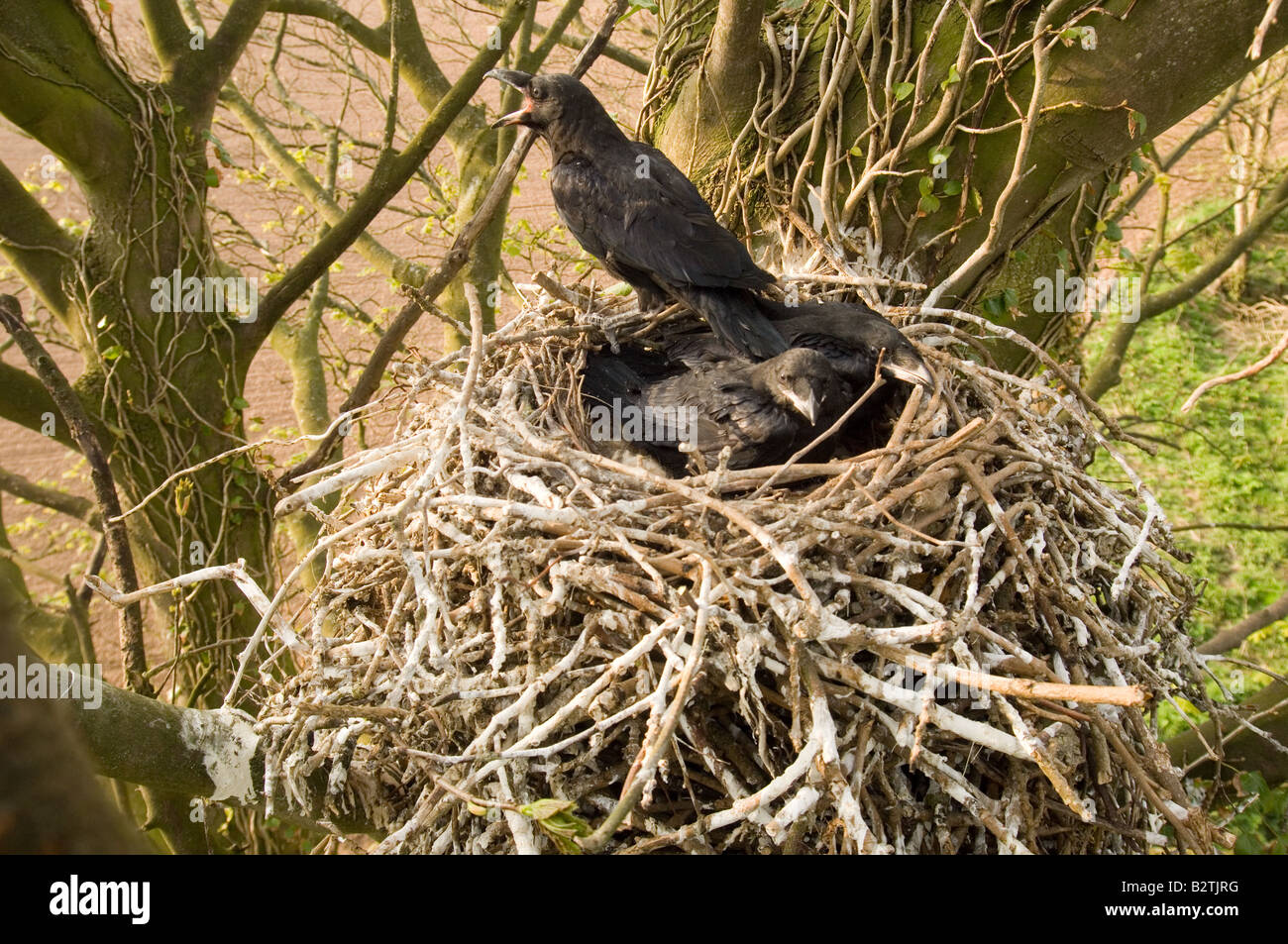 Raven, Corvus corax, in nest, fledglings, sycamore tree Stock Photo