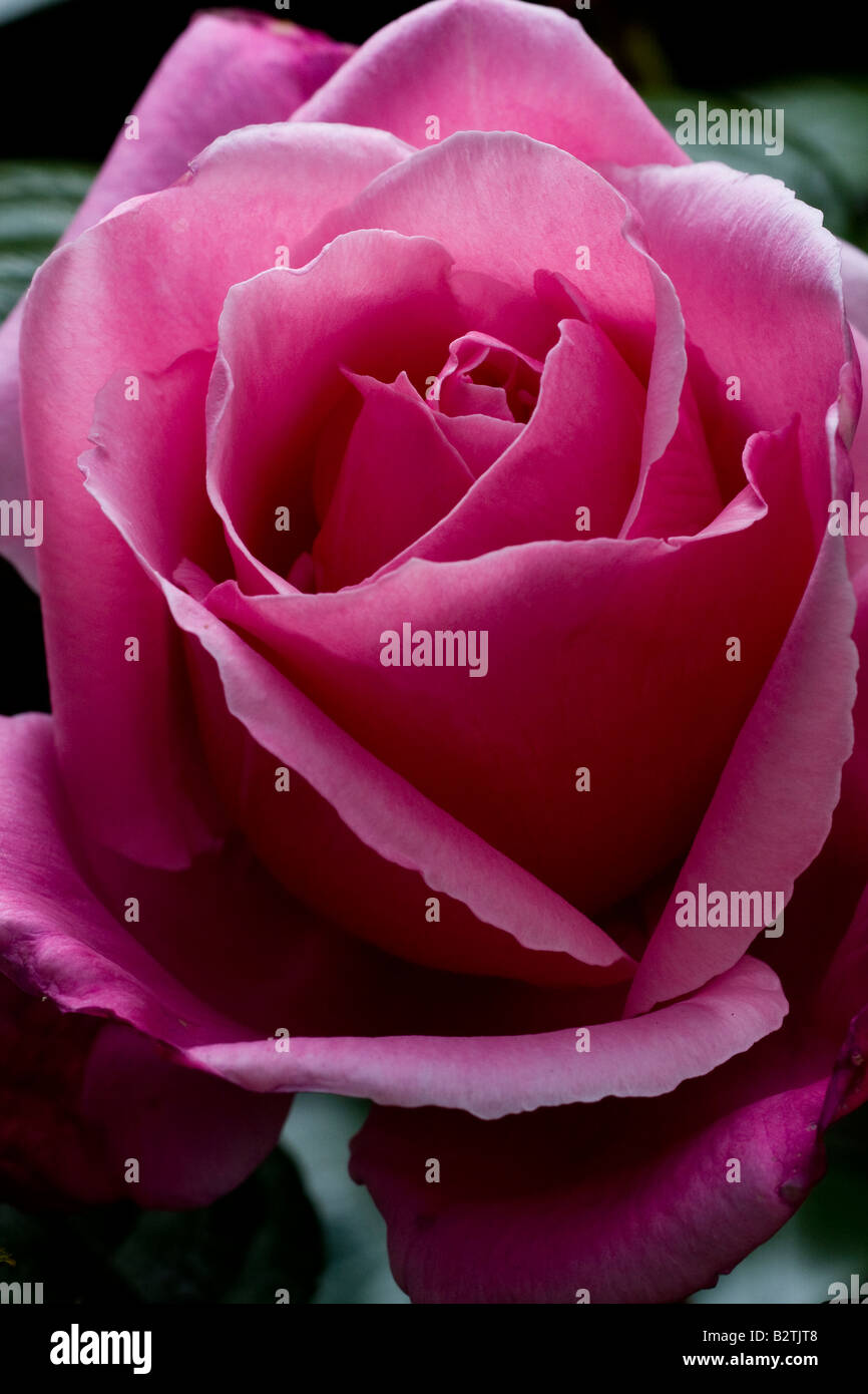 Delicate pink colour rose hi-res stock photography and images - Alamy