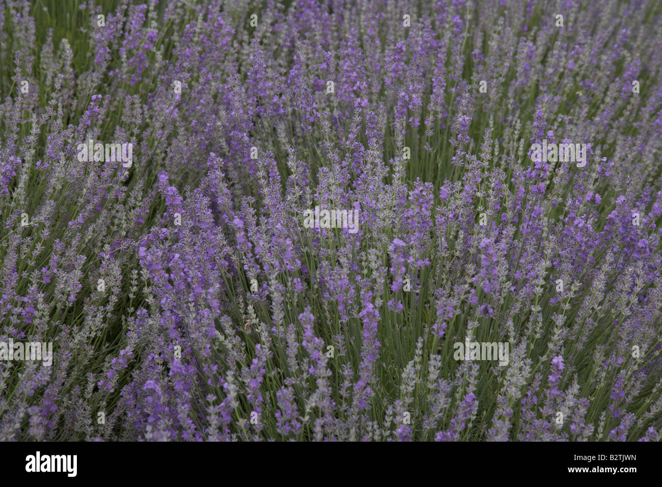 lavender field Stock Photo