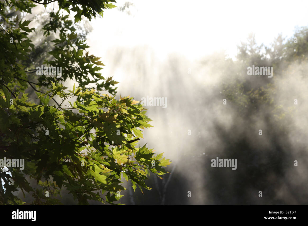 Maple leaves in the smoke and sunlight Stock Photo