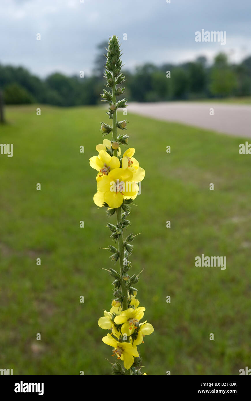 tall yellow flower in field Gainesville Flower Stock Photo Alamy