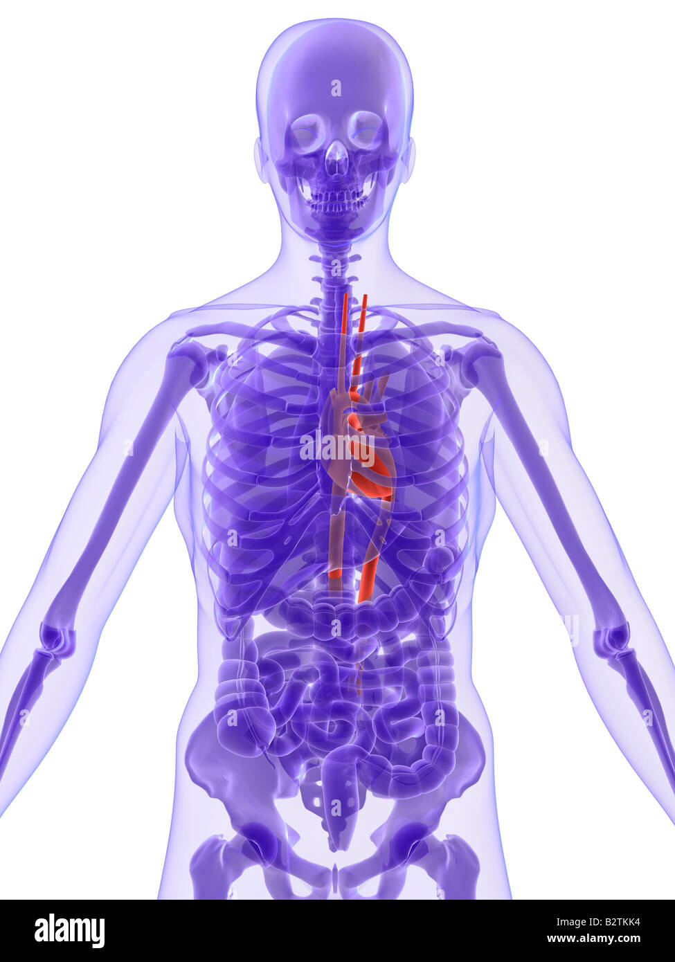 Human heart anatomy healthy hi-res stock photography and images - Alamy